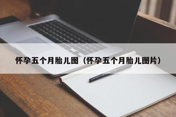 怀孕五个月胎儿图（怀孕五个月胎儿图片）